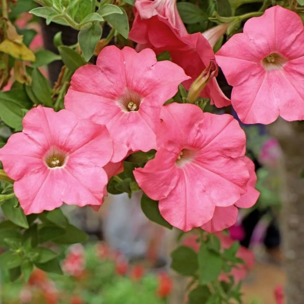 Tarhapetunia 'Salmon'
