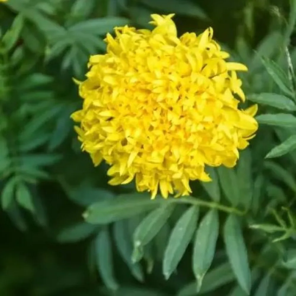 Kookossamettikukka 'Fantastic Yellow'
