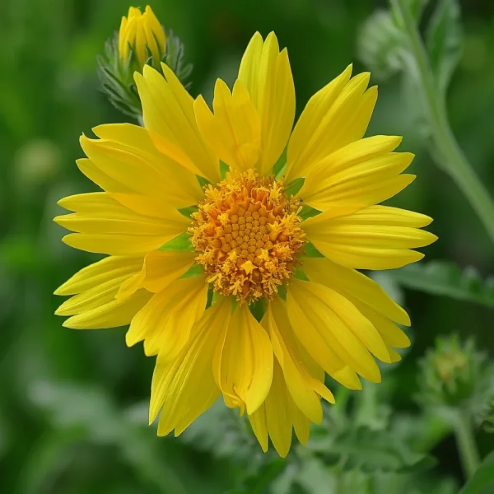 Papiljottikukka 'Aurea Pura', keltainen