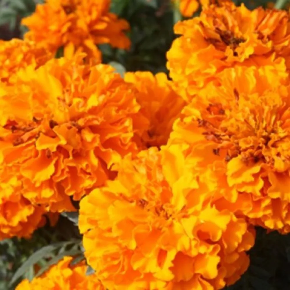 Kookossamettikukka 'Fantastic Orange'