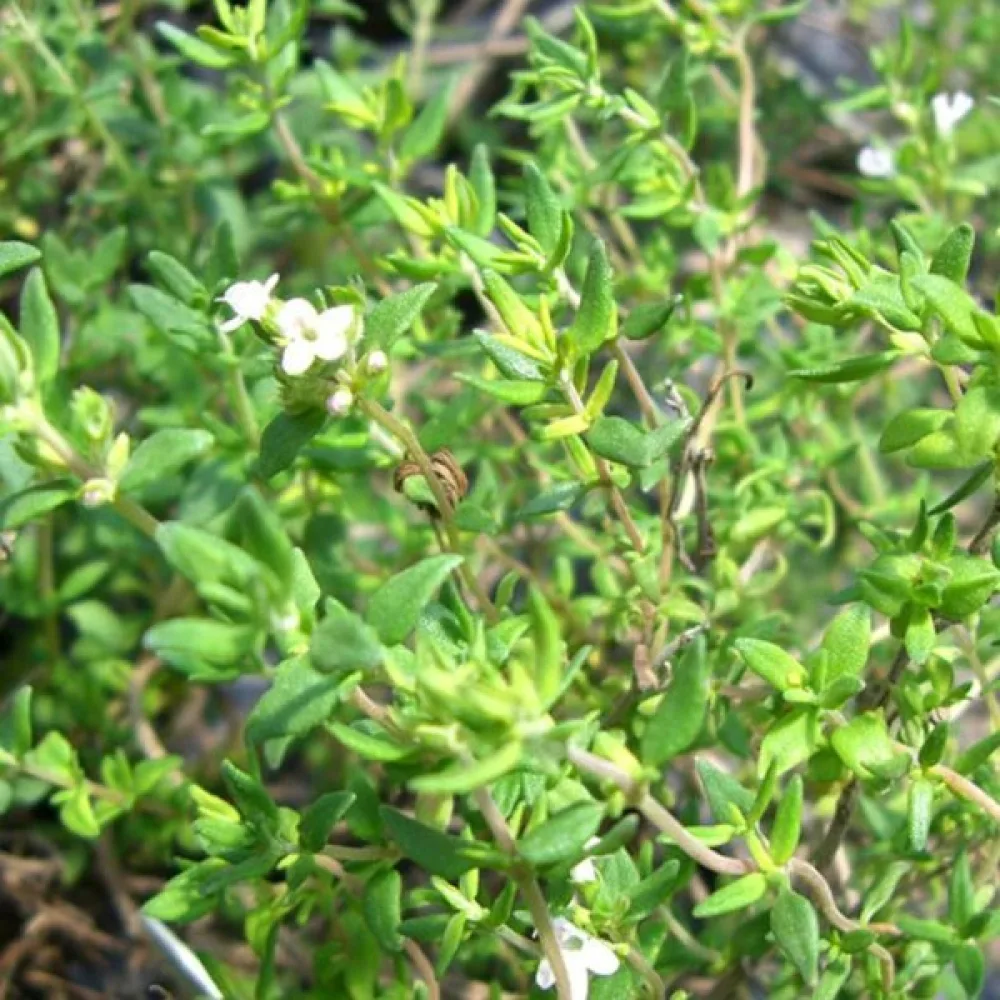 Timjami Thymus vulgaris
