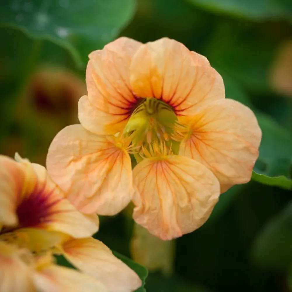 Köynnöskrassi 'Apricot'