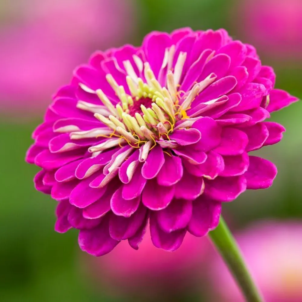 Tsinnia 'Purple Prince'