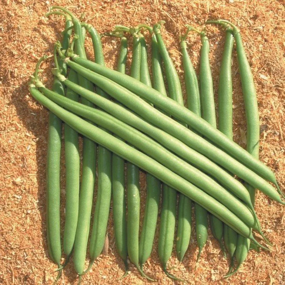 Tarhapapu 'Paulista'
