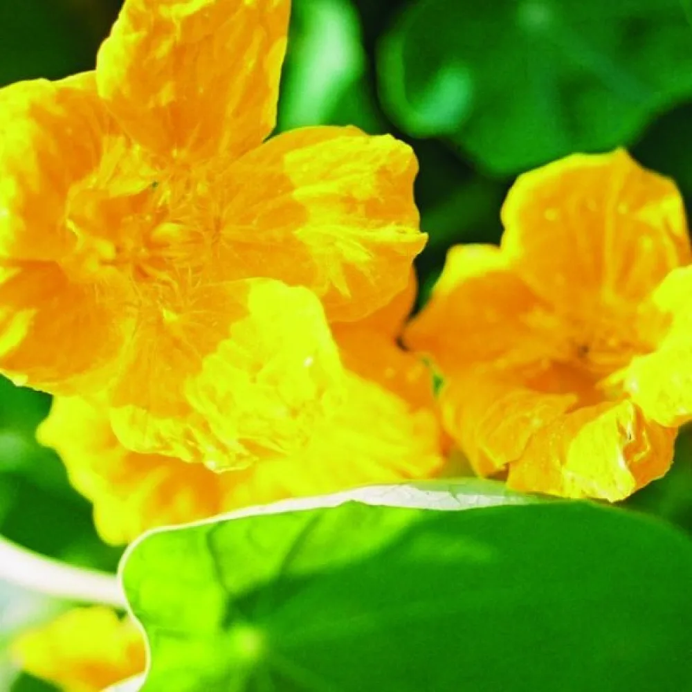 Köynnöskrassi 'Golden Gleam'