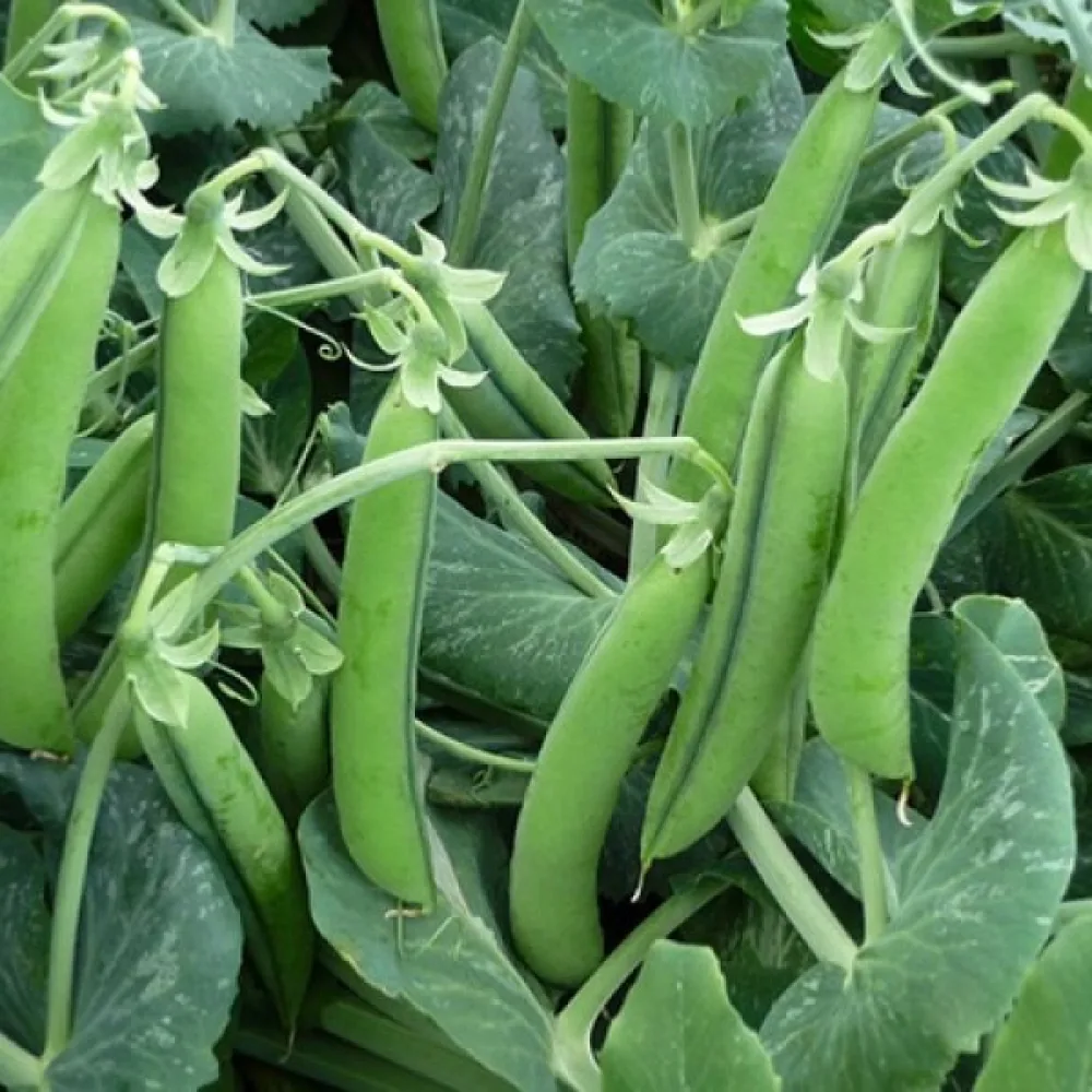 Tarhaherne 'Rondo'