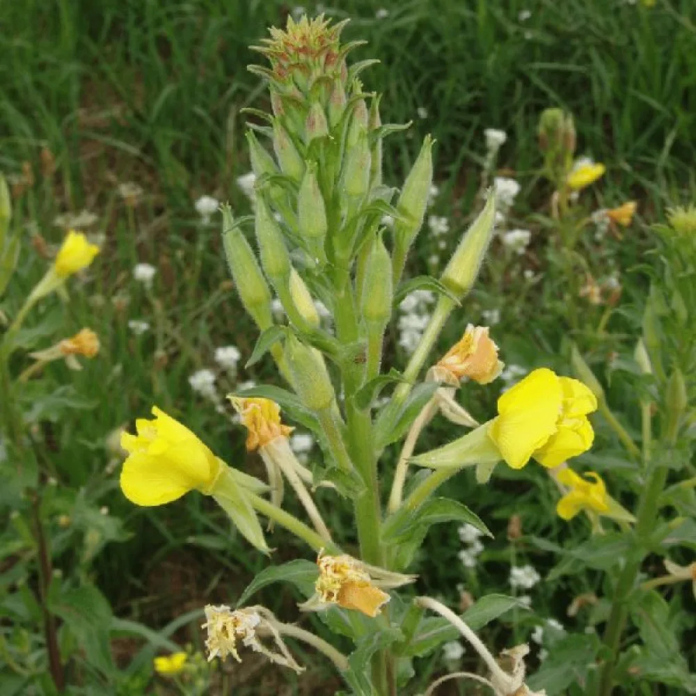 Helokki Oenothera paradoxa