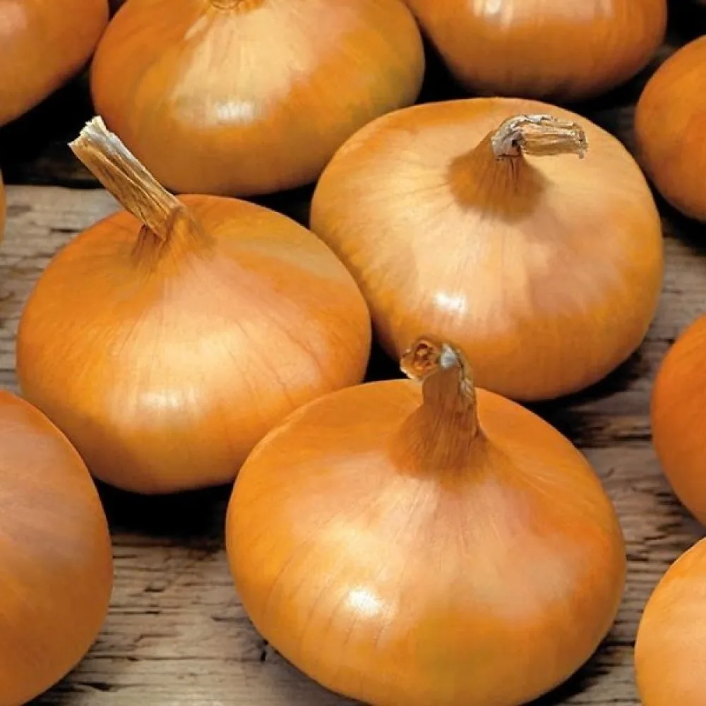 Ruokasipuli 'Stuttgarter Riesen'