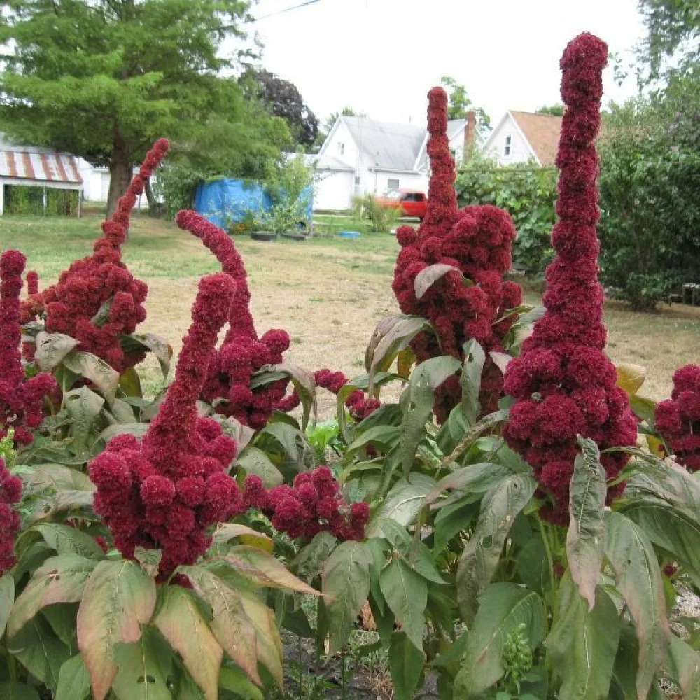 Amarantti 'Tower Red'