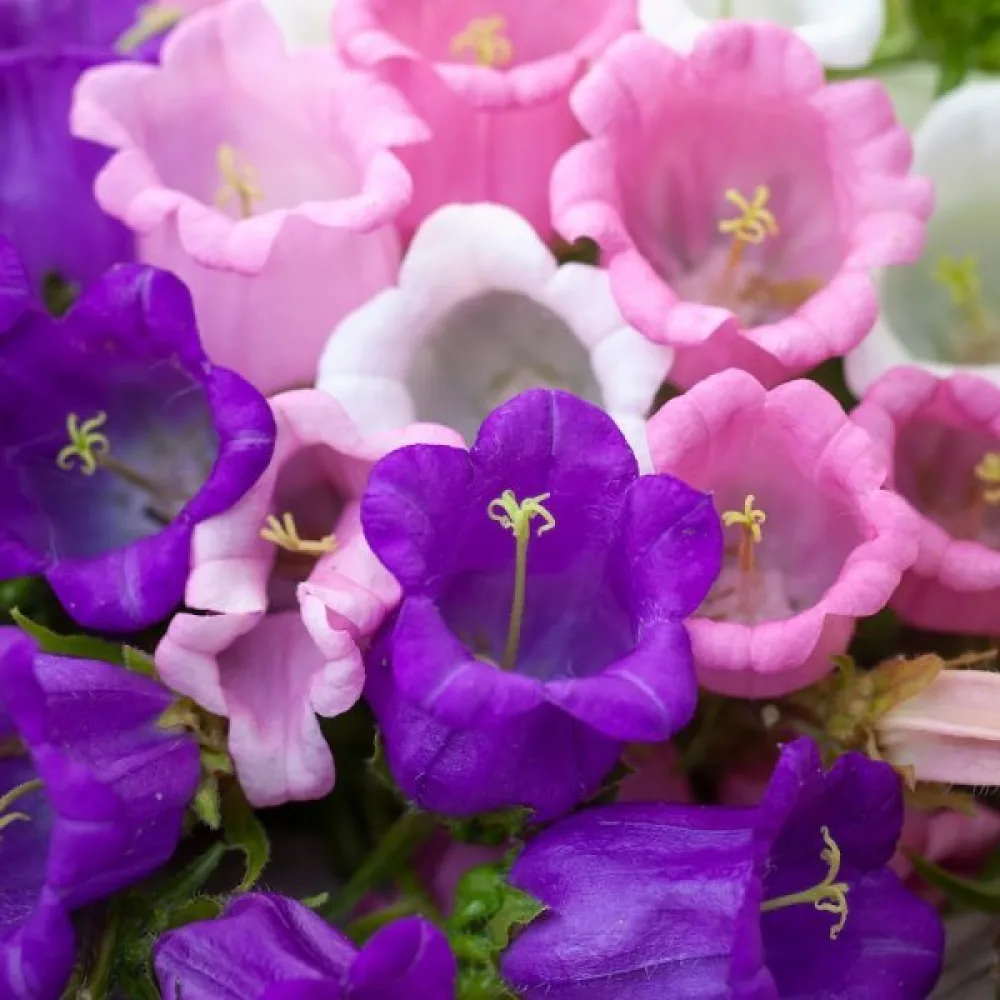 Kesäkello Campanula medium – sekoitus