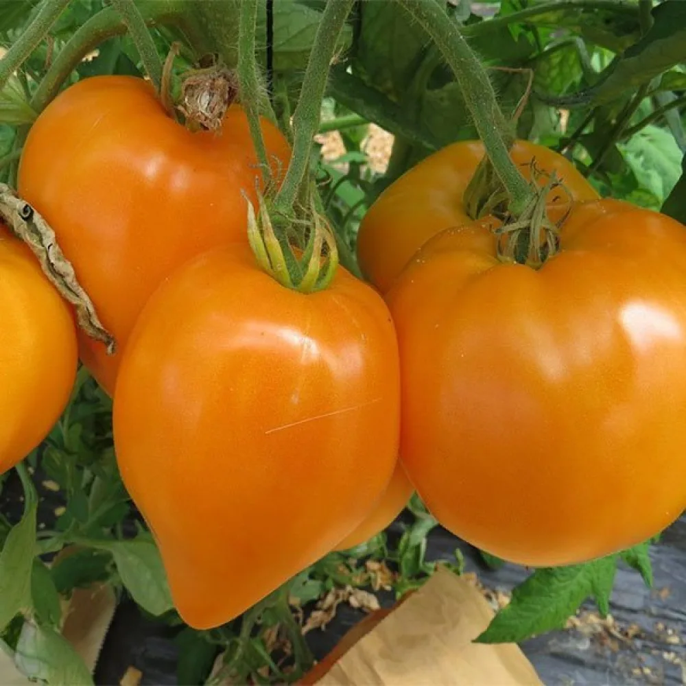 Tomaatti 'Oxheart Orange'
