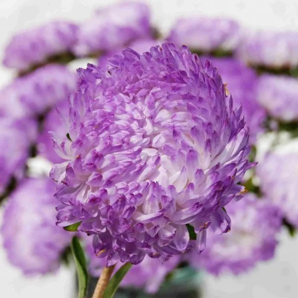Kesäasteri 'Apollonia' – hopeanroosa