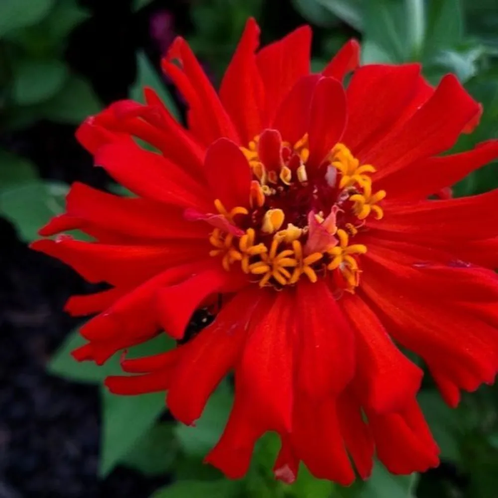 Tsinnia 'Red Man'
