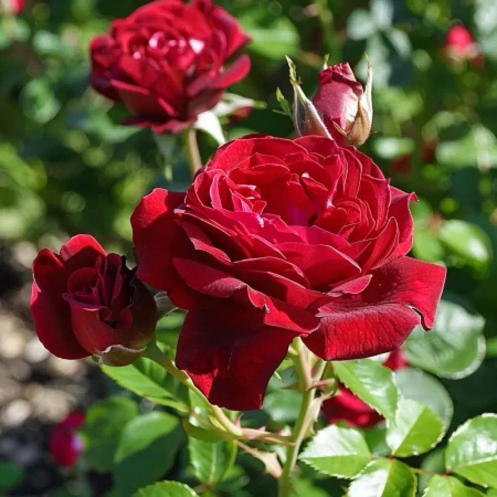 Ruusu 'Dark Red Fairytale' – paljasjuurinen
