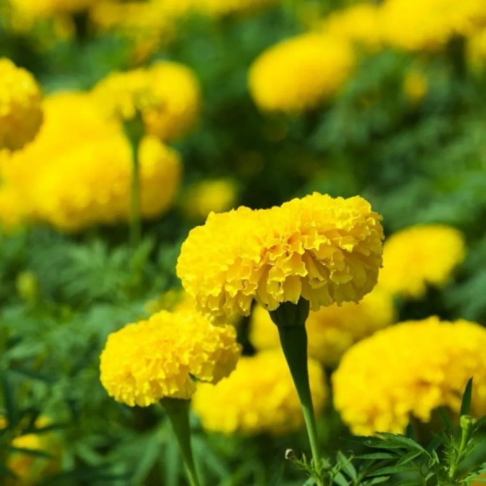 Ruusukesamettikukka 'Lemon Drop'