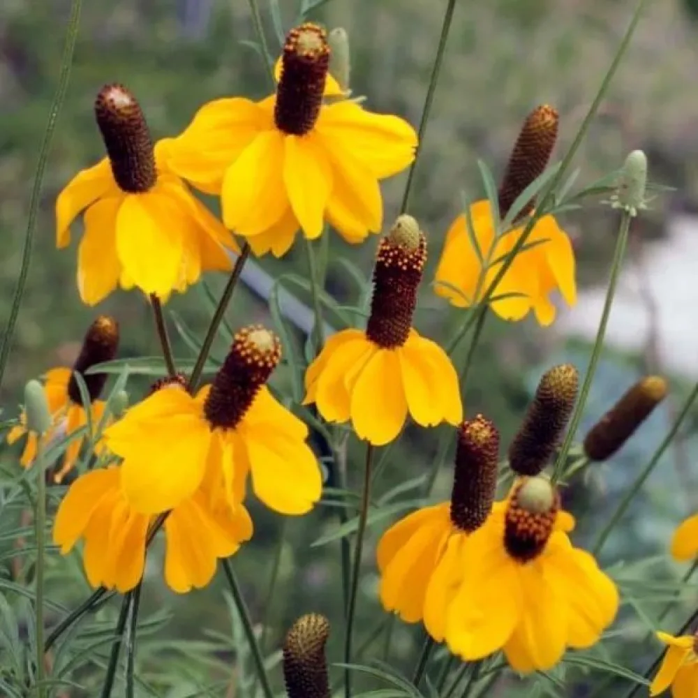 Meksikonhattu Ratibida columnifera