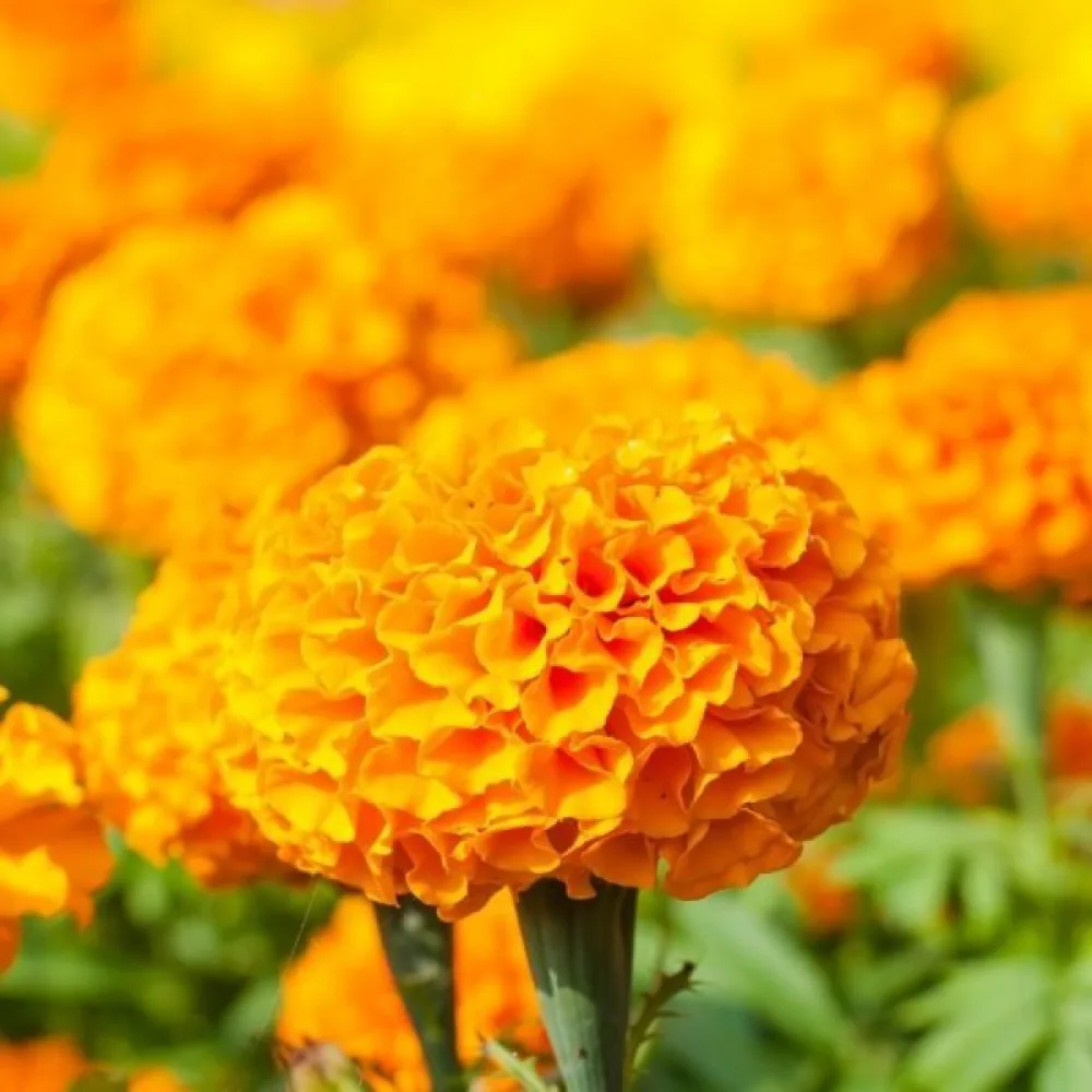 Kookossamettikukka 'Orangeprinz'