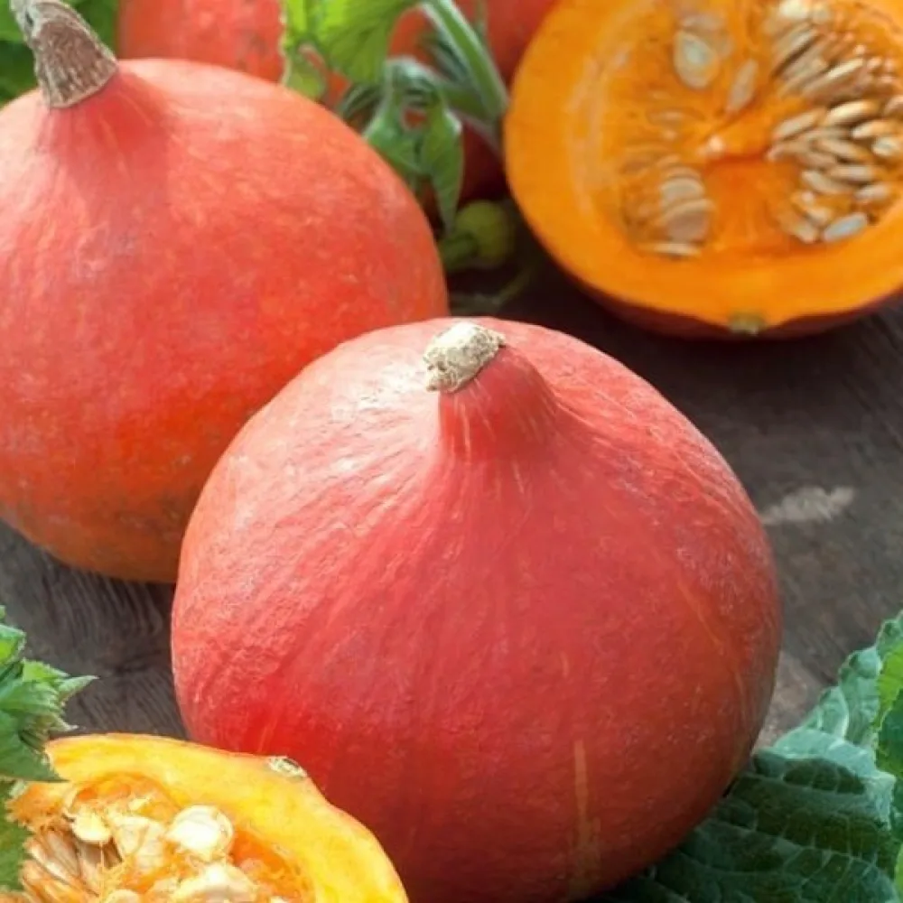 Kurpitsa 'Justynka F1'