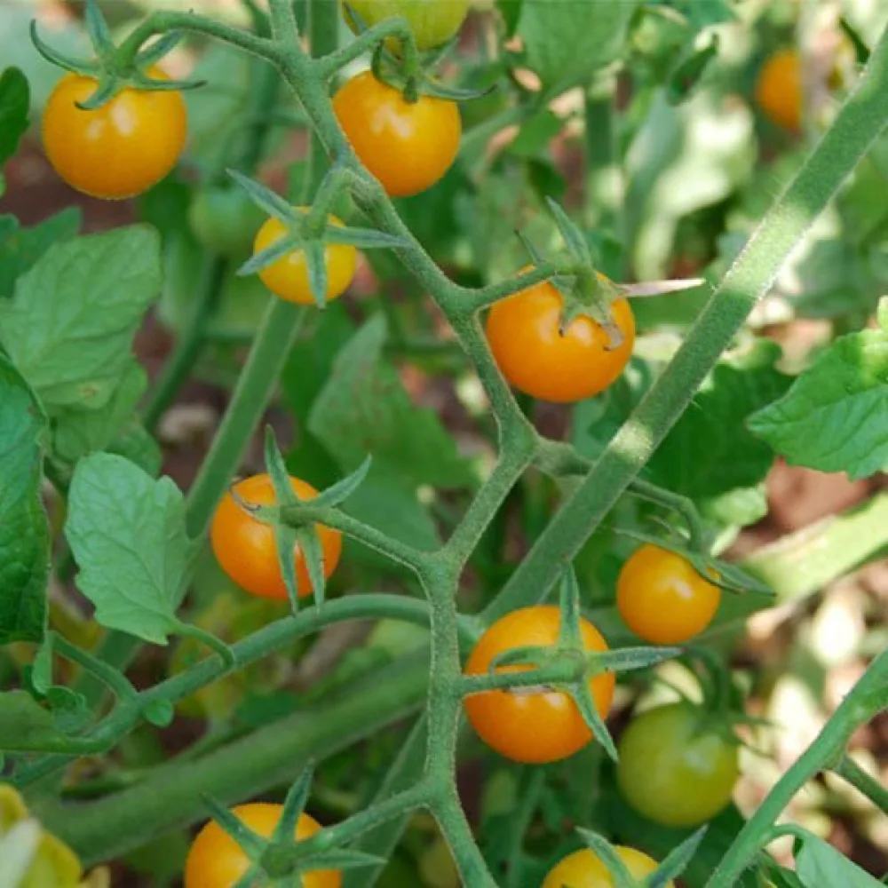 Kirsikkatomaatti 'Golden'