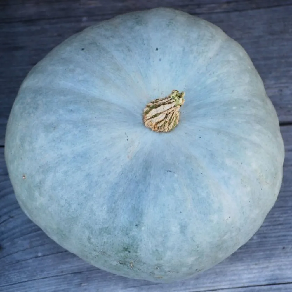 Kurpitsa 'Bleu de Hongrie'