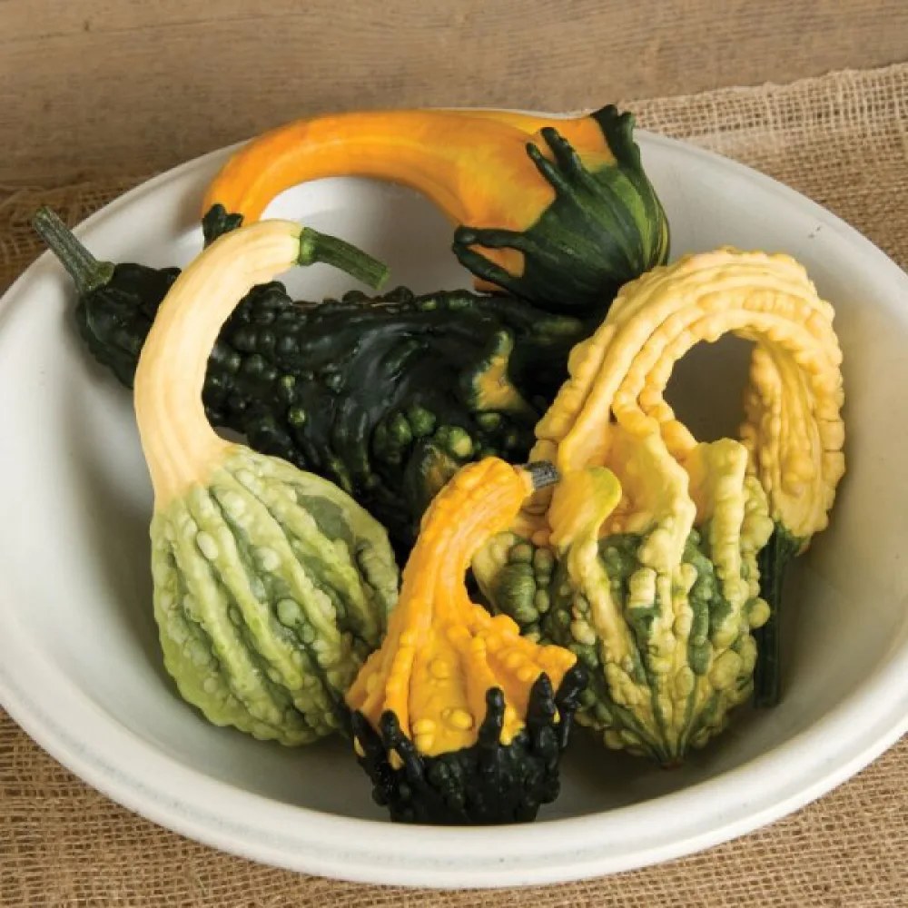 Kurpitsa 'Autumn Wings'