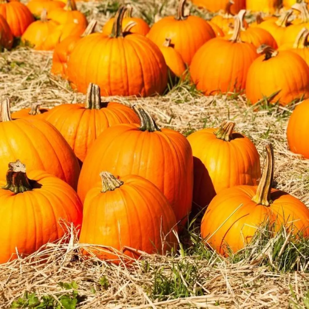 Kurpitsa 'Jack O'Lantern'
