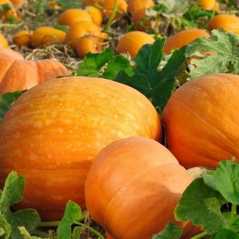 Kurpitsa 'Bambino'