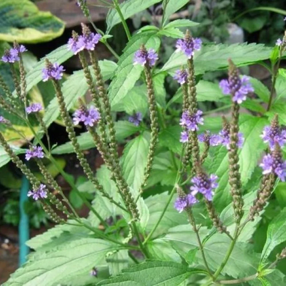 Rohtorautayrtti Verbena officinalis