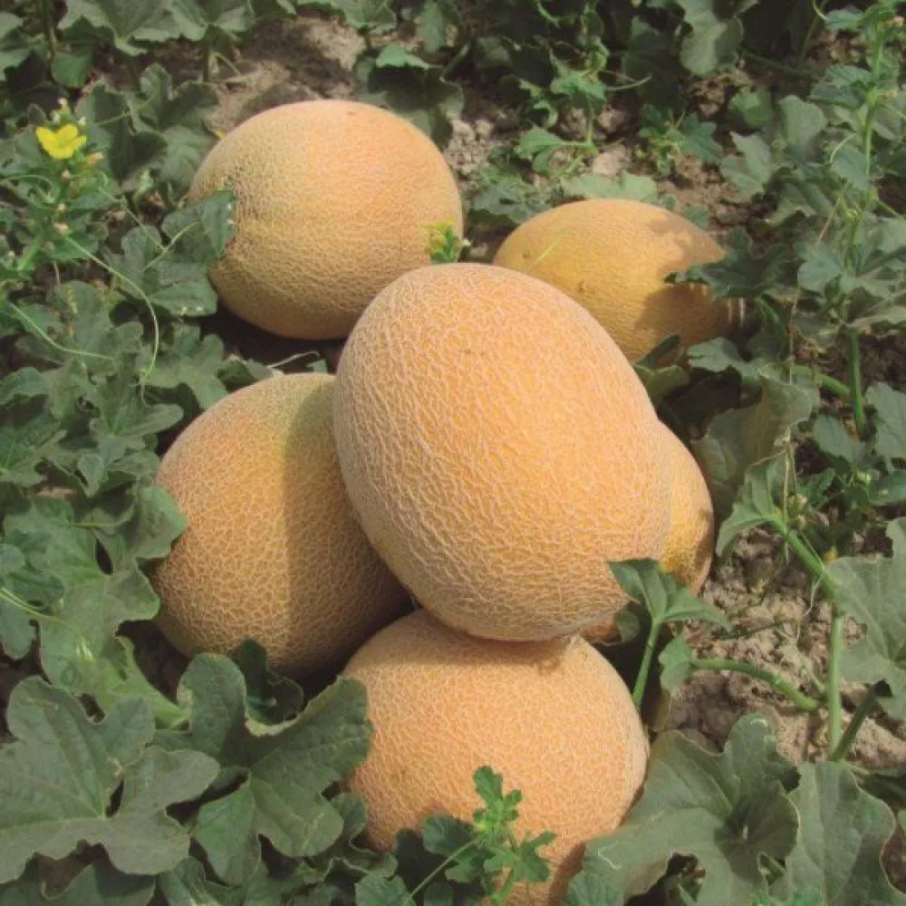 Meloni 'Ananas'