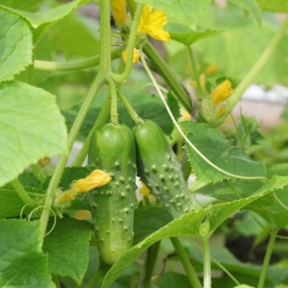 Avomaankurkku 'Izyd' F1