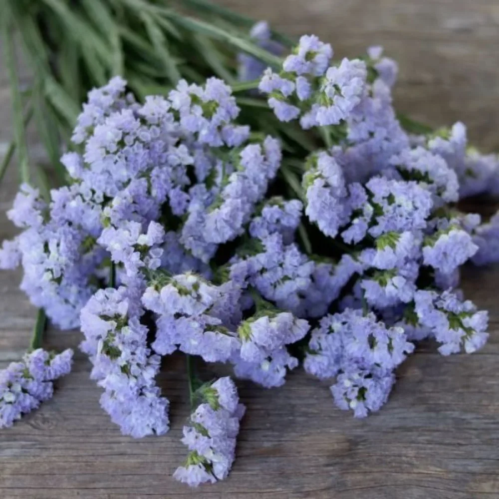 Limonium sinuatum – taivaansininen