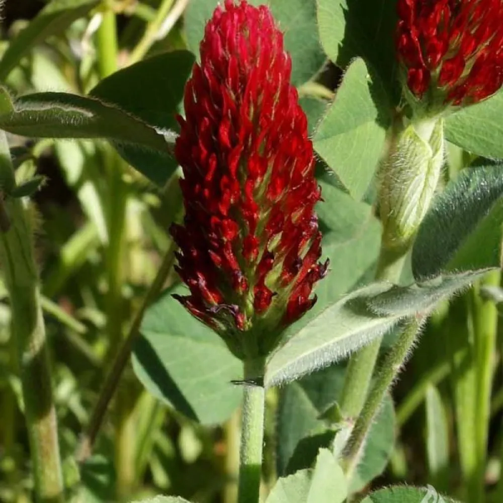 Veriapila
