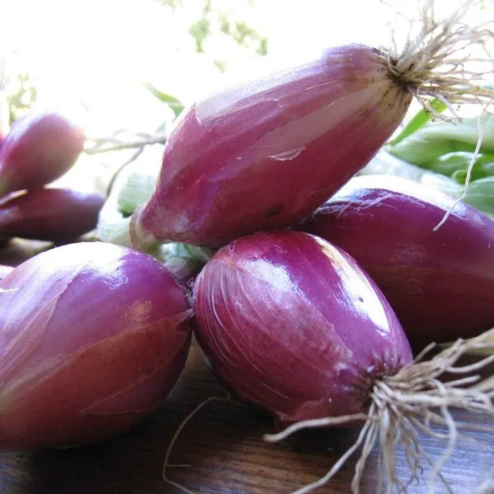 Ruokasipuli 'Tropeana Lunga'