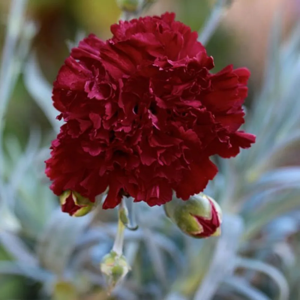 Neilikka 'Grenadin' – punaruskea