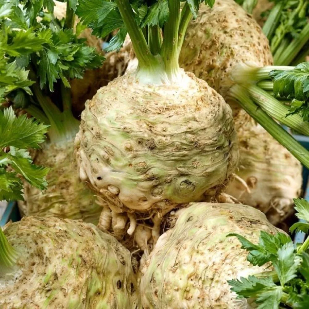 Juuriselleri 'Talar'