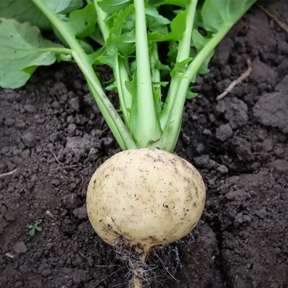 Nauris 'Petrowski'