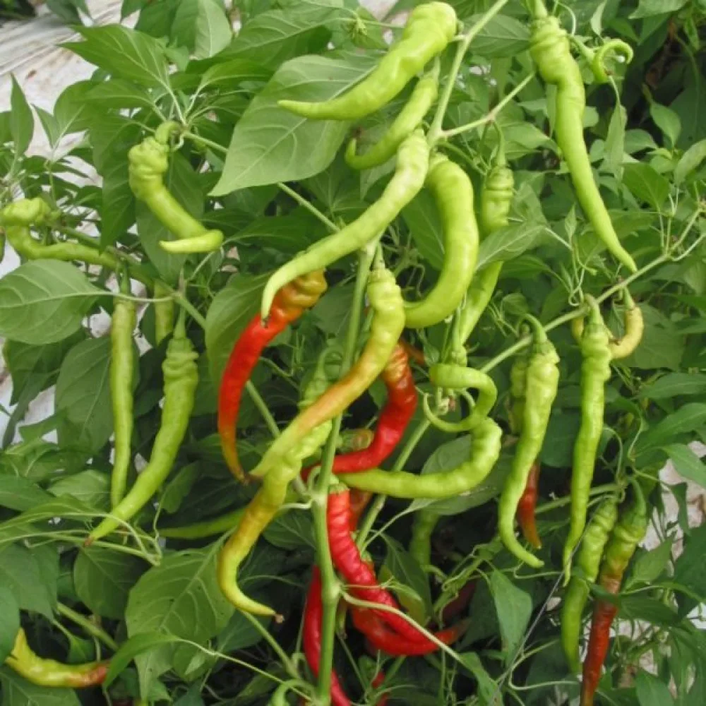 Paprika 'Sigaretta Biondo Lombardo'