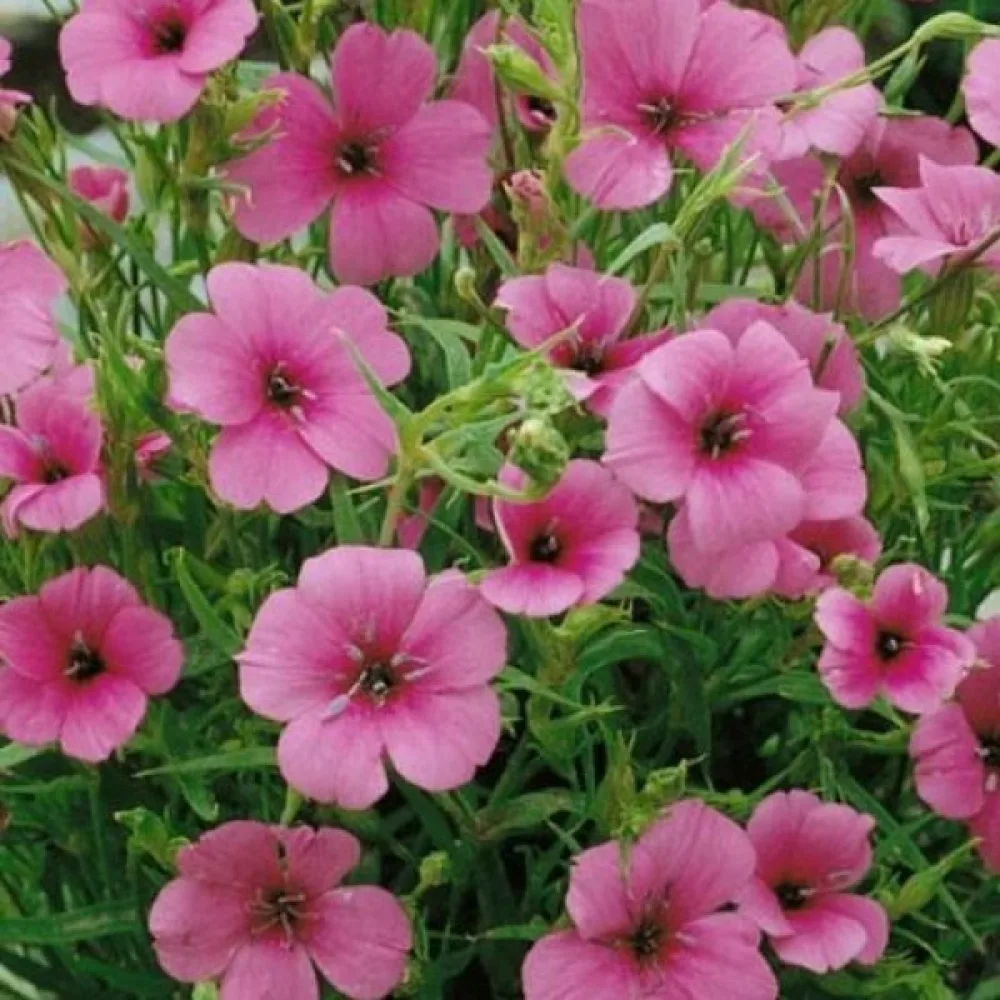 Viskaria 'Nobilis', lohenpunainen
