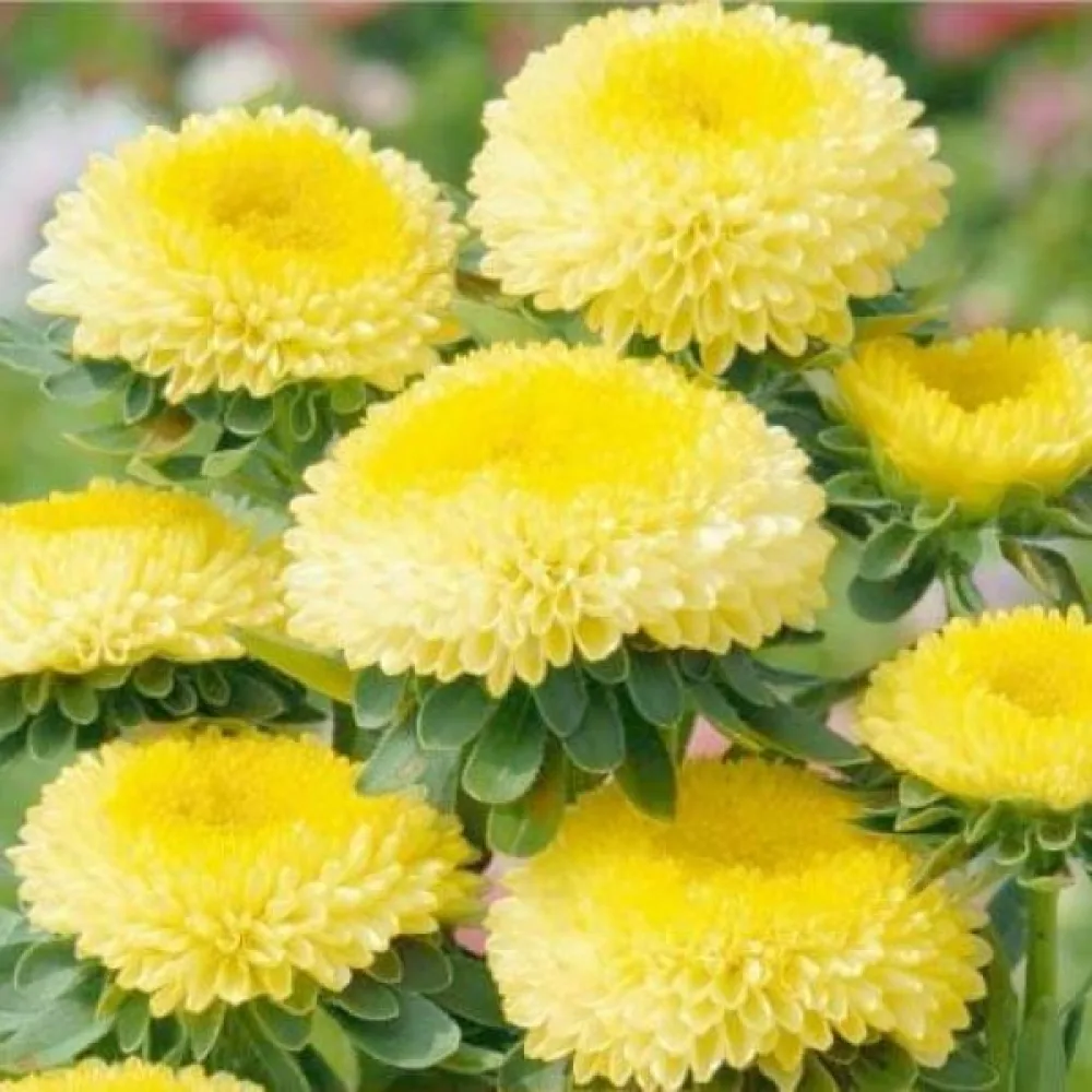 Kesäasteri Pompon – keltainen