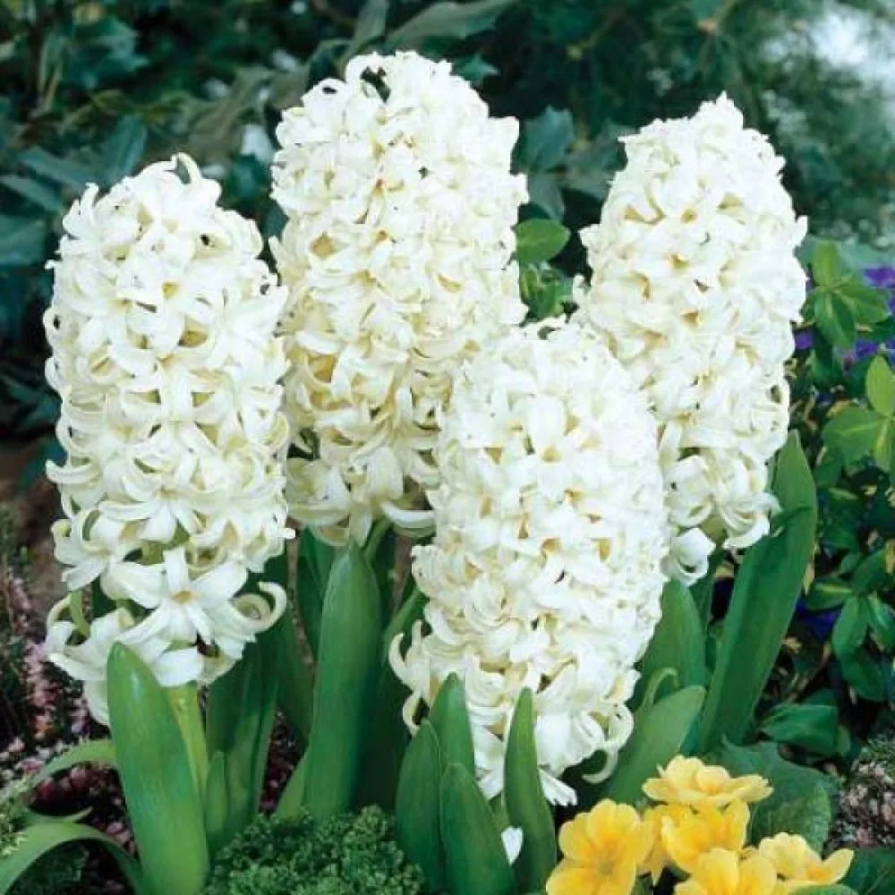 Hyasintti 'Carnegie'