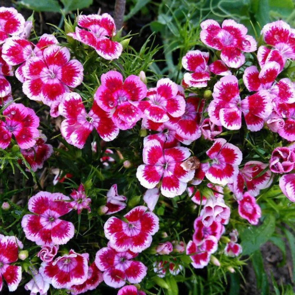 Harjaneilikka 'Herald of Spring' – sekoitus