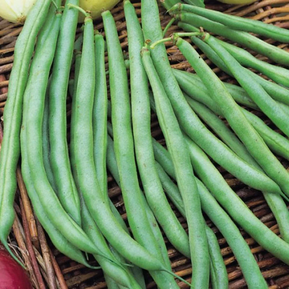 Tarhapapu 'Tendergreen'
