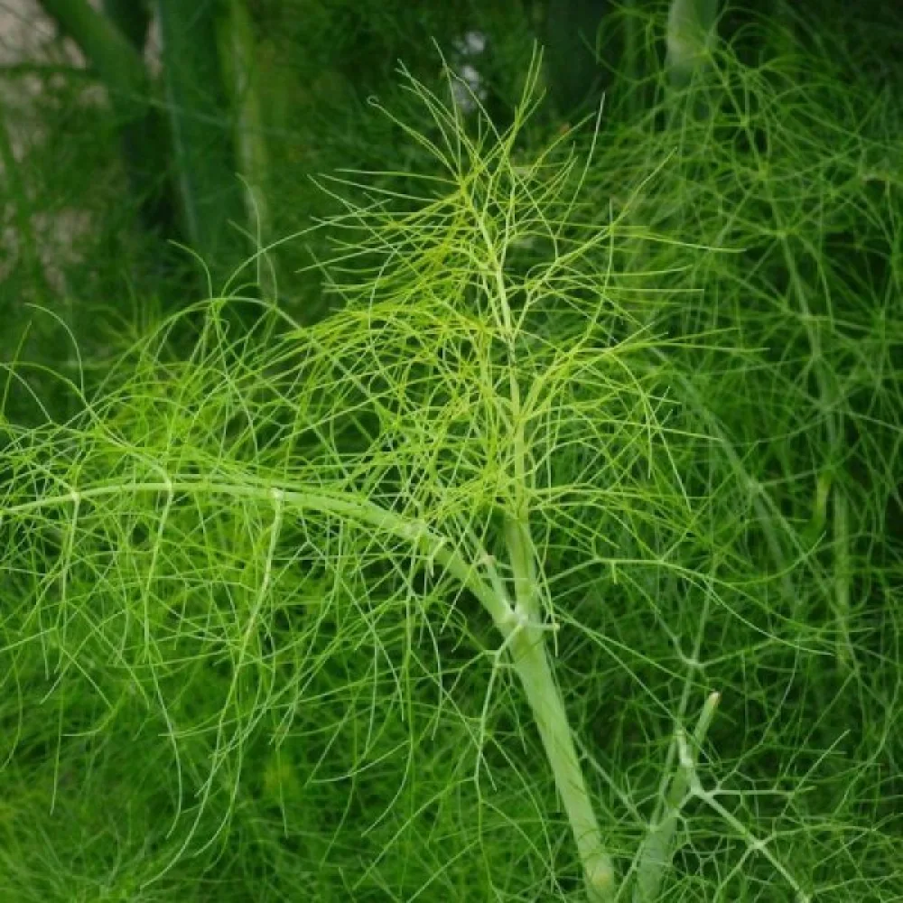 Tilli 'Herkules'