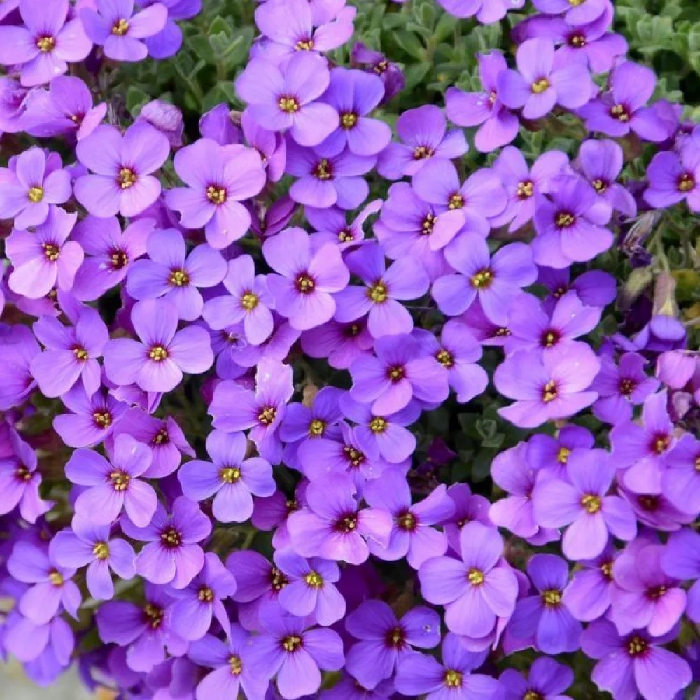 Aubrietia 'Royal Blue'