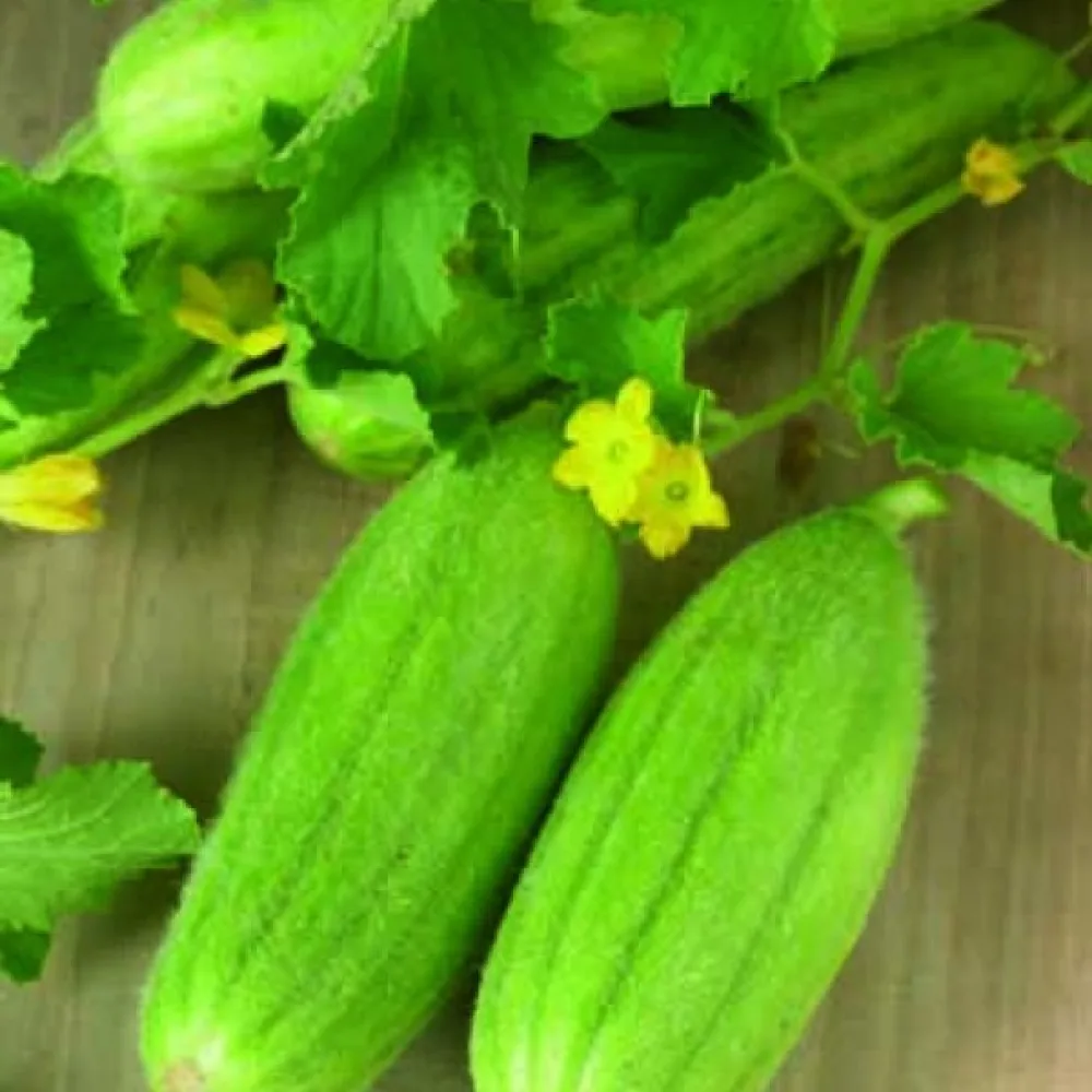 Melonikurkku 'Carosello Barese'