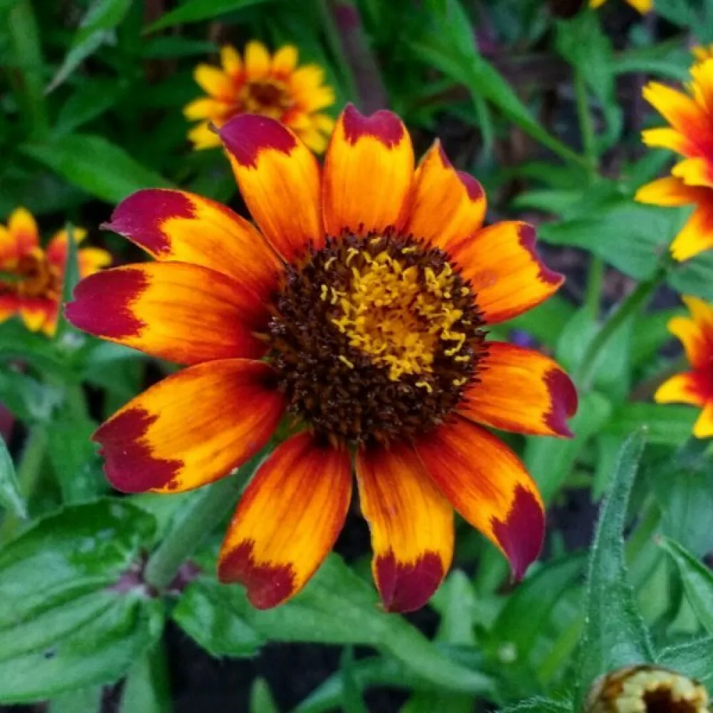 Zinnia haageana 'Old Mexico' (sekoitus)