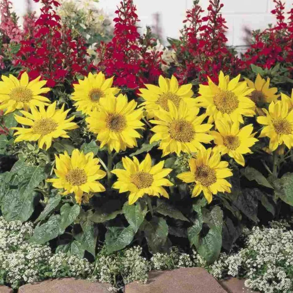 Auringonkukka 'Polino Gold'