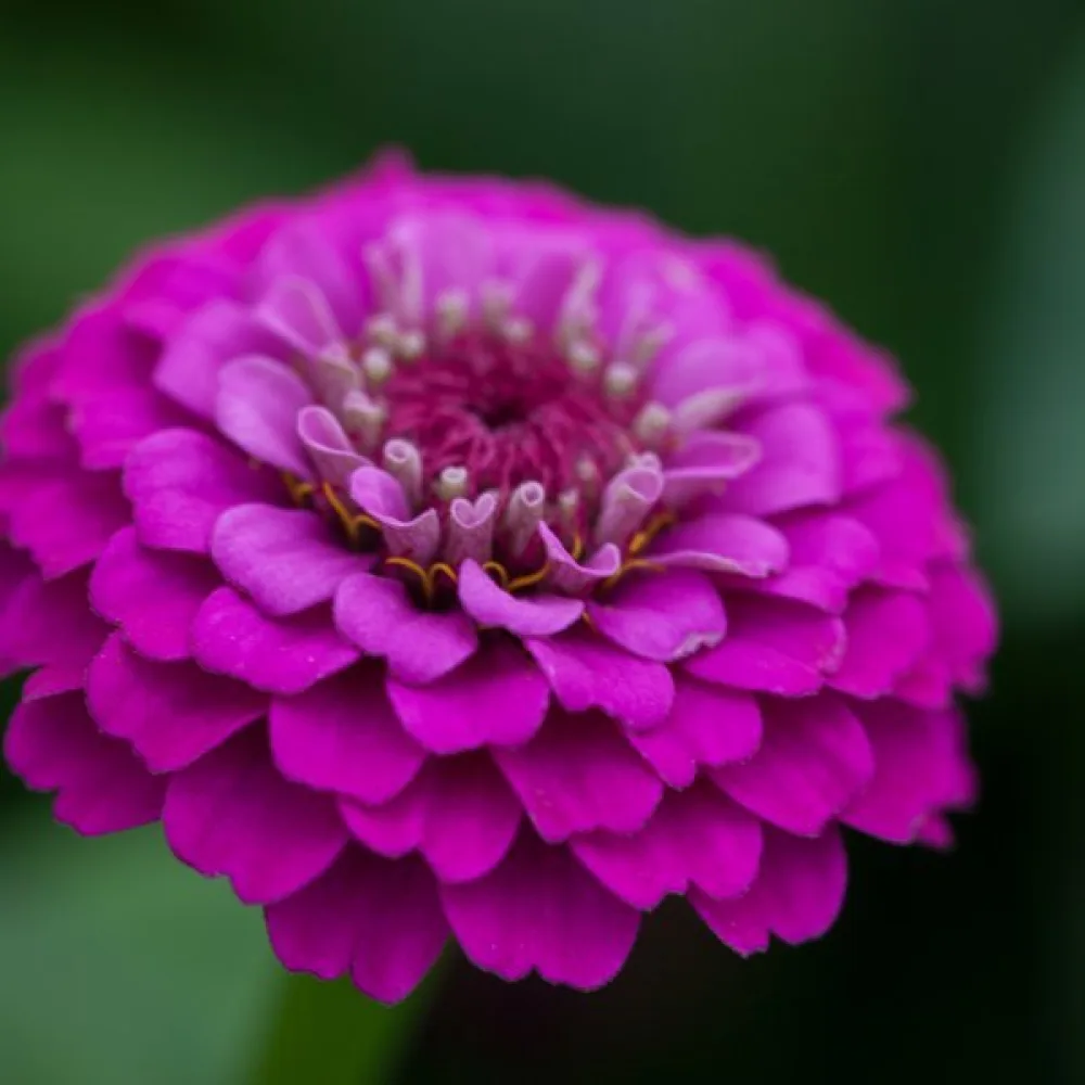 Tsinnia 'Purple Gem'