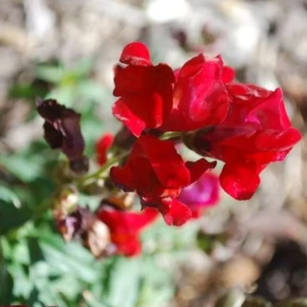 Kesäleukoija Matthiola incana, punainen