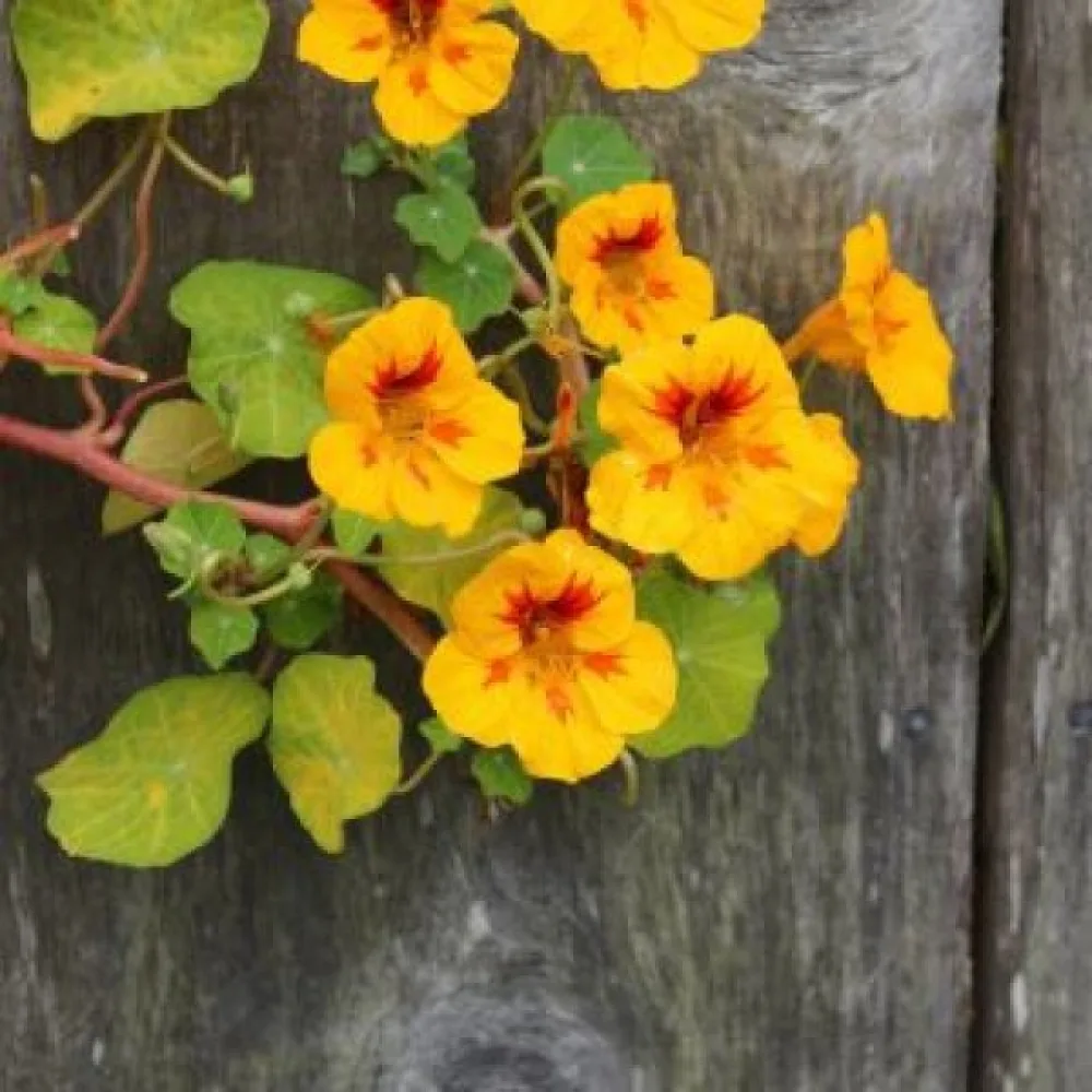 Köynnöskrassi 'Tip-Top Golden Yellow'